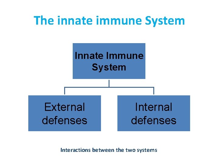 The innate immune System Innate Immune System External defenses Interactions between the two systems