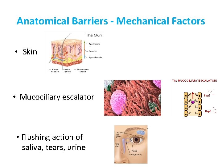 Anatomical Barriers - Mechanical Factors • Skin • Mucociliary escalator • Flushing action of