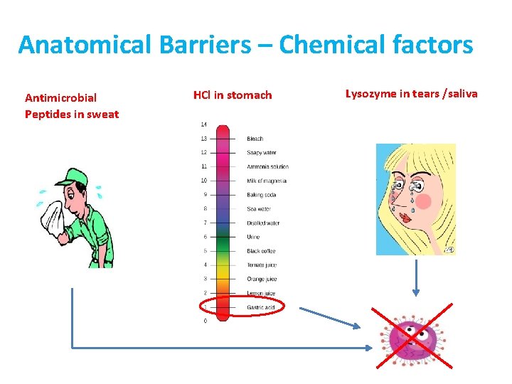 Anatomical Barriers – Chemical factors Antimicrobial Peptides in sweat HCl in stomach Lysozyme in