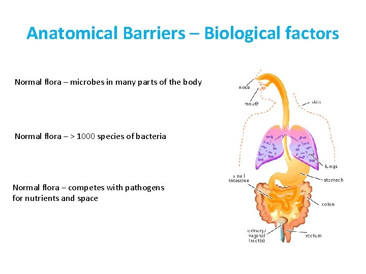 Anatomical Barriers – Biological factors Normal flora – microbes in many parts of the