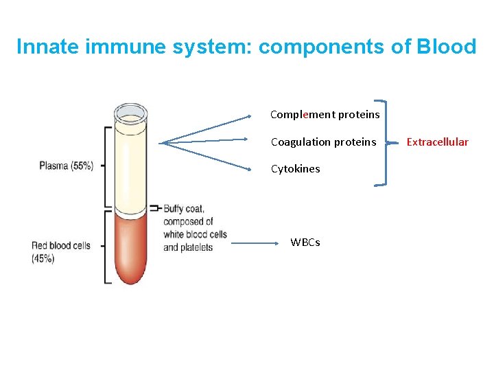 Innate immune system: components of Blood Complement proteins Coagulation proteins Cytokines WBCs Extracellular 