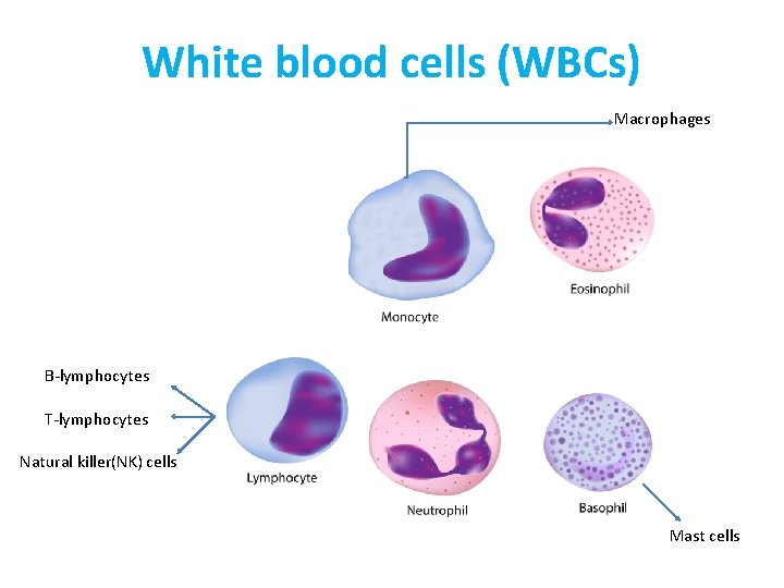White blood cells (WBCs) Macrophages B-lymphocytes T-lymphocytes Natural killer(NK) cells Mast cells 