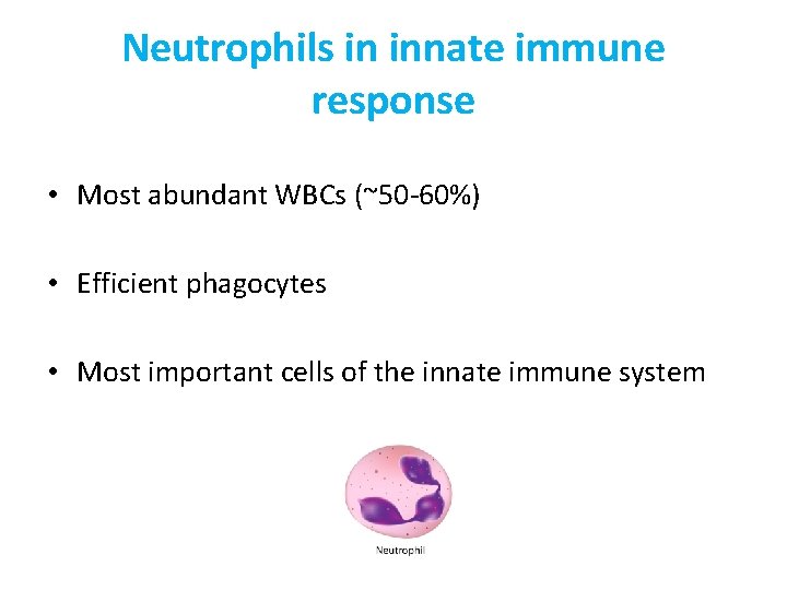 Neutrophils in innate immune response • Most abundant WBCs (~50 -60%) • Efficient phagocytes