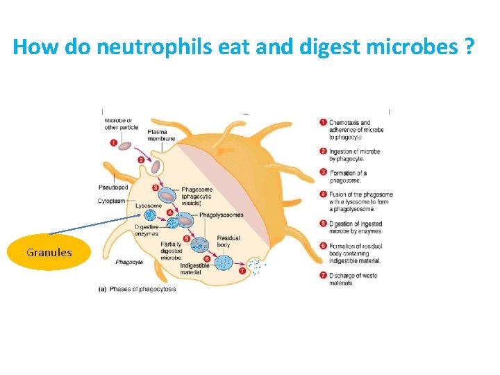 How do neutrophils eat and digest microbes ? Granules 