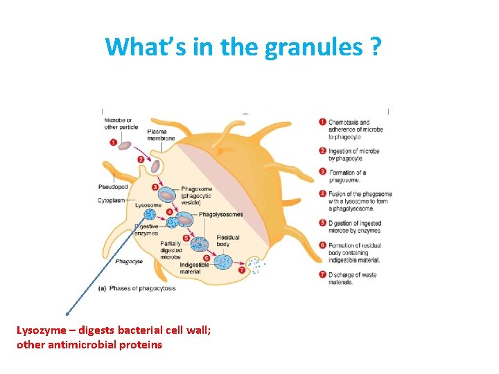 What’s in the granules ? Lysozyme – digests bacterial cell wall; other antimicrobial proteins