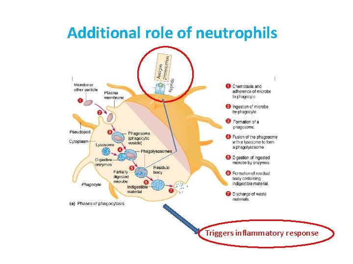 Additional role of neutrophils Triggers inflammatory response 