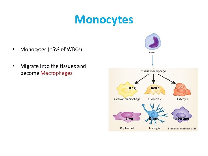 Monocytes • Monocytes (~5% of WBCs) • Migrate into the tissues and become Macrophages