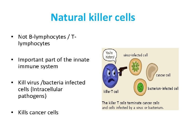 Natural killer cells • Not B-lymphocytes / Tlymphocytes • Important part of the innate