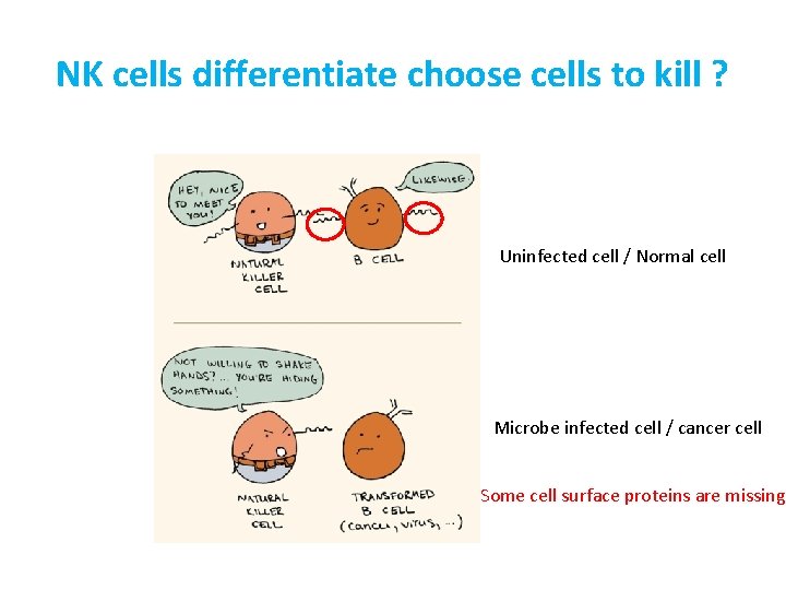NK cells differentiate choose cells to kill ? Uninfected cell / Normal cell Microbe
