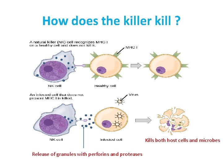 How does the killer kill ? Kills both host cells and microbes Release of