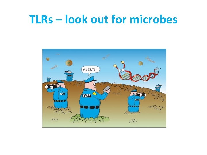 TLRs – look out for microbes 