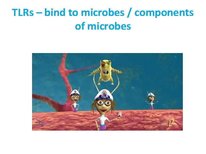 TLRs – bind to microbes / components of microbes 