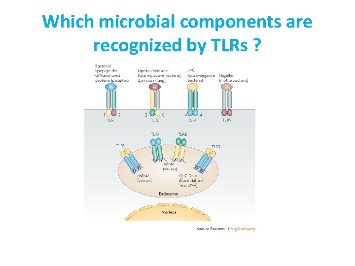 Which microbial components are recognized by TLRs ? 