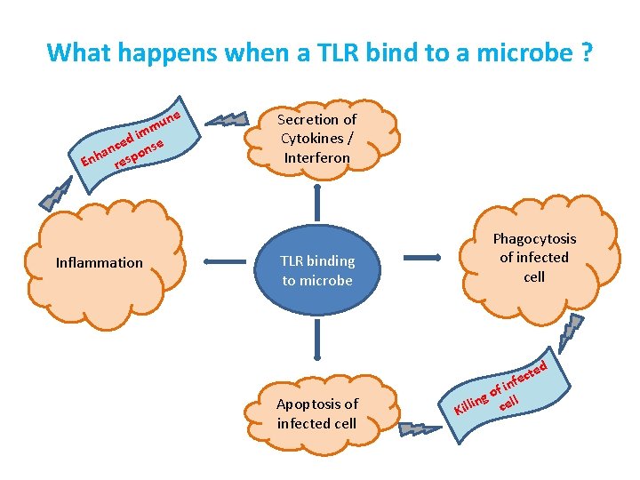 What happens when a TLR bind to a microbe ? ne u imm d