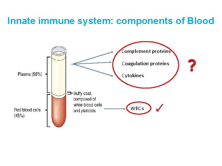 Innate immune system: components of Blood Complement proteins Coagulation proteins Cytokines WBCs 