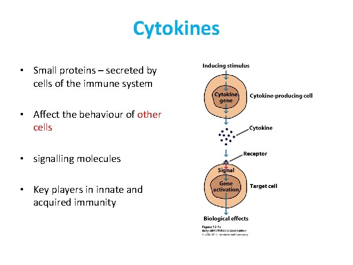 Cytokines • Small proteins – secreted by cells of the immune system • Affect