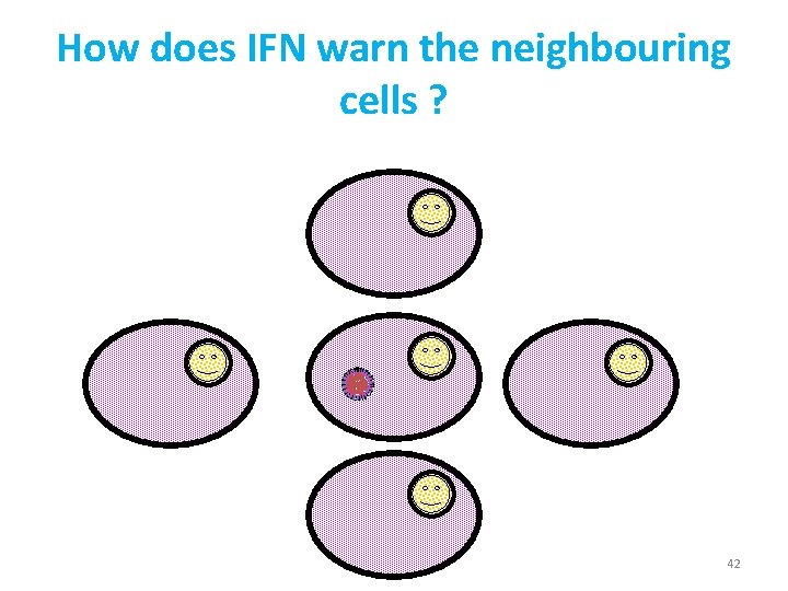 How does IFN warn the neighbouring cells ? 42 