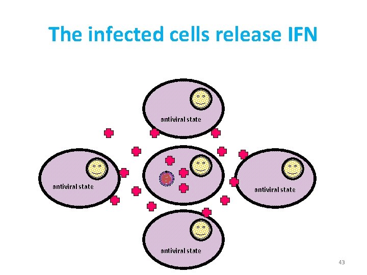 The infected cells release IFN antiviral state 43 