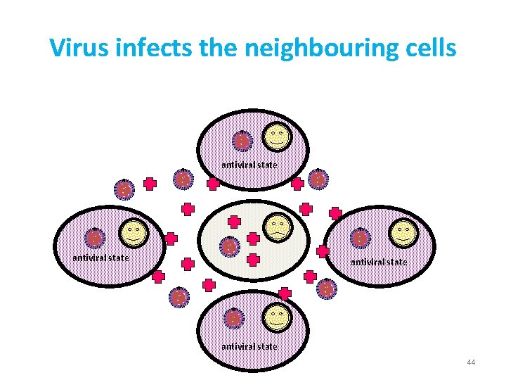 Virus infects the neighbouring cells antiviral state 44 