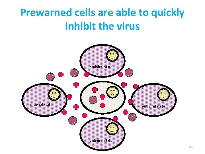 Prewarned cells are able to quickly inhibit the virus antiviral state 45 