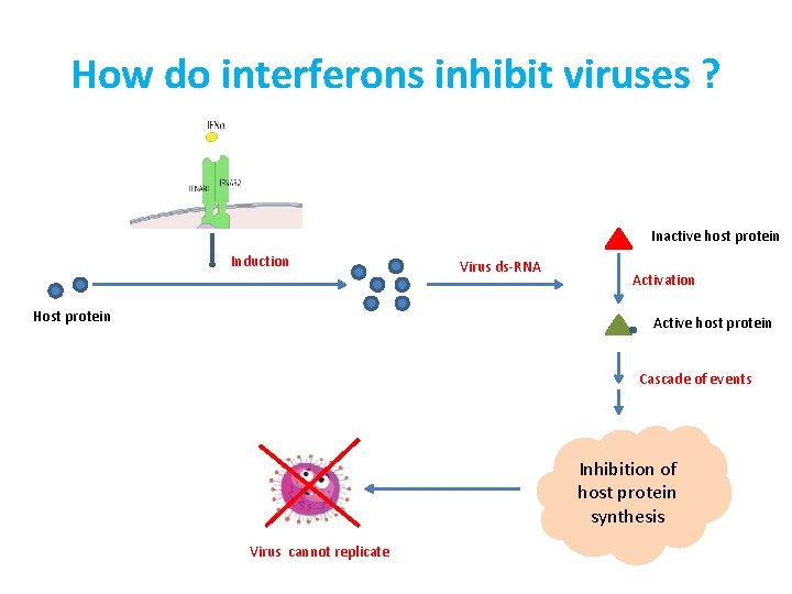 How do interferons inhibit viruses ? Inactive host protein Induction Host protein Virus ds-RNA