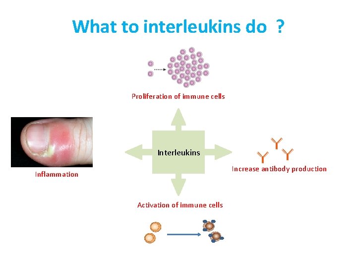 What to interleukins do ? Proliferation of immune cells Interleukins Increase antibody production Inflammation