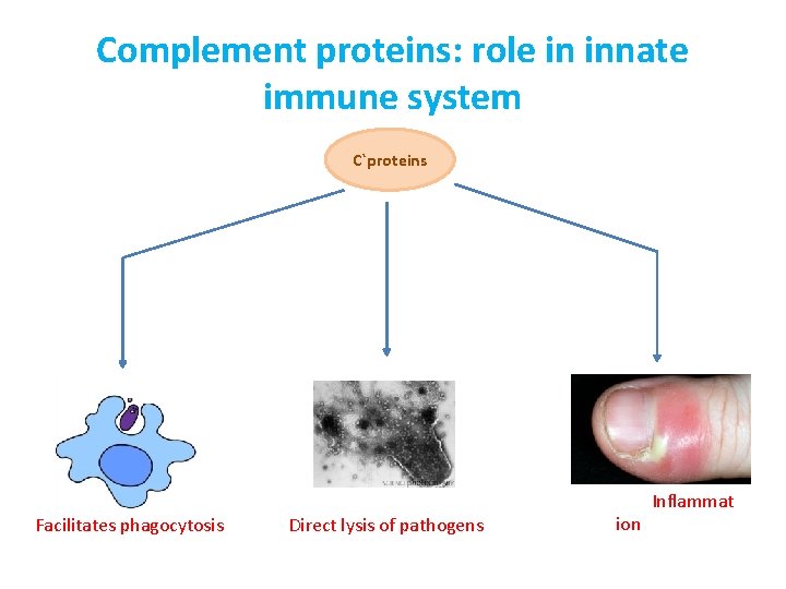 Complement proteins: role in innate immune system C`proteins Facilitates phagocytosis Direct lysis of pathogens