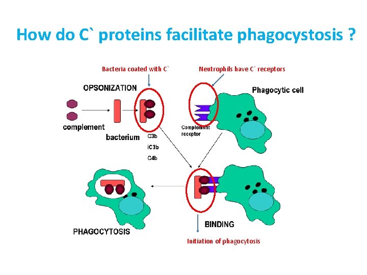How do C` proteins facilitate phagocystosis ? Bacteria coated with C` Neutrophils have C`
