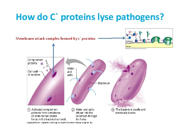 How do C` proteins lyse pathogens? Membrane attack complex formed by c` proteins 