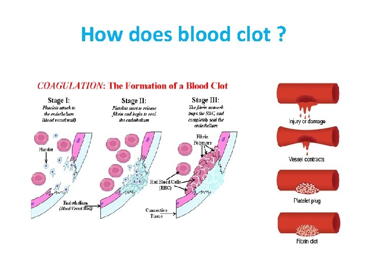 How does blood clot ? 