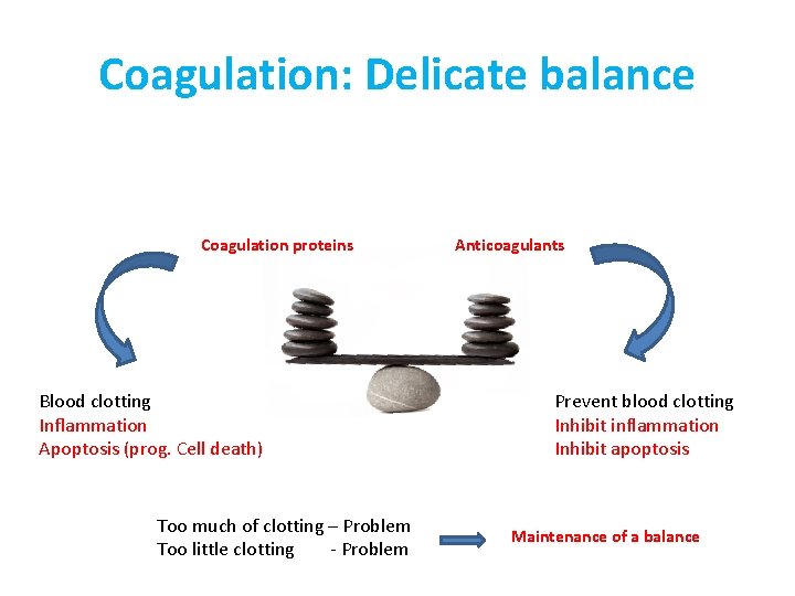 Coagulation: Delicate balance Coagulation proteins Blood clotting Inflammation Apoptosis (prog. Cell death) Too much