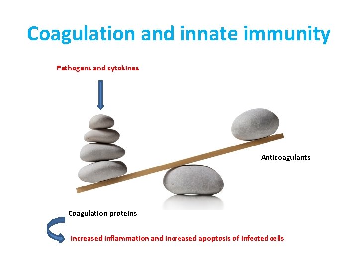 Coagulation and innate immunity Pathogens and cytokines Anticoagulants Coagulation proteins Increased inflammation and increased