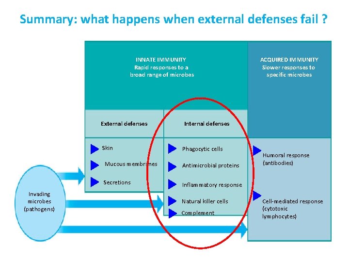 Summary: what happens when external defenses fail ? INNATE IMMUNITY Rapid responses to a