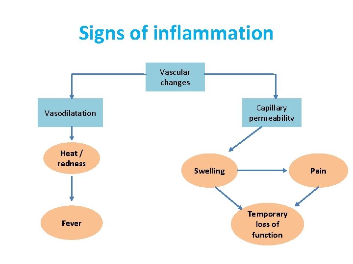 Signs of inflammation Vascular changes Capillary permeability Vasodilatation Heat / redness Fever Swelling Pain