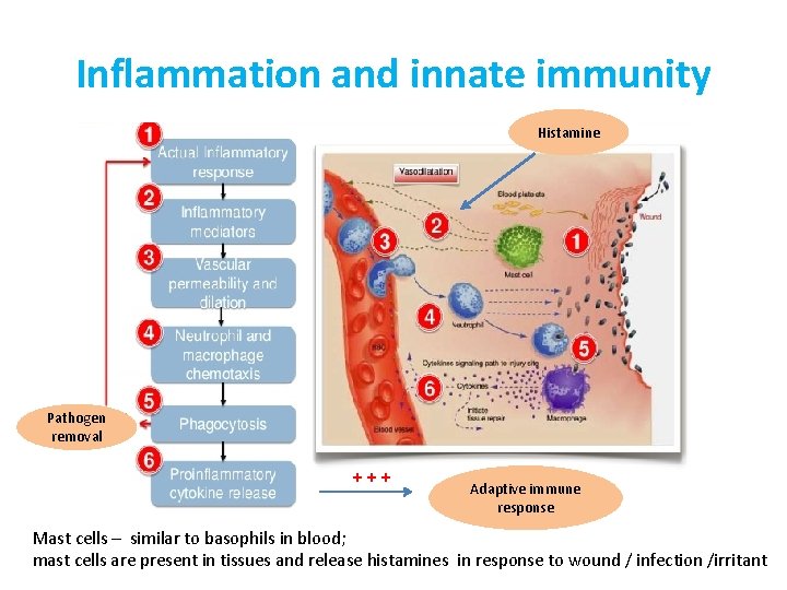 Inflammation and innate immunity Histamine Pathogen removal +++ Adaptive immune response Mast cells –