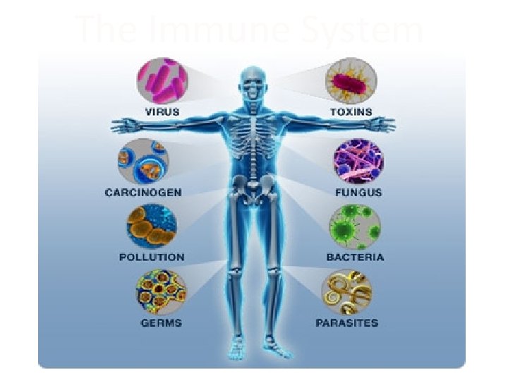 The Immune System 