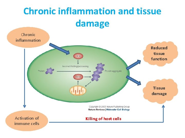 Chronic inflammation and tissue damage Chronic inflammation Reduced tissue function Tissue damage Activation of