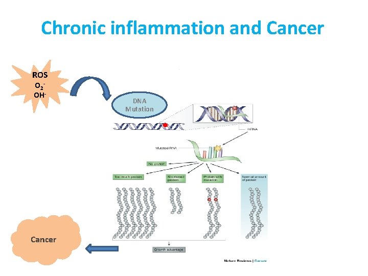 Chronic inflammation and Cancer ROS O 2 OH- Cancer DNA Mutation 