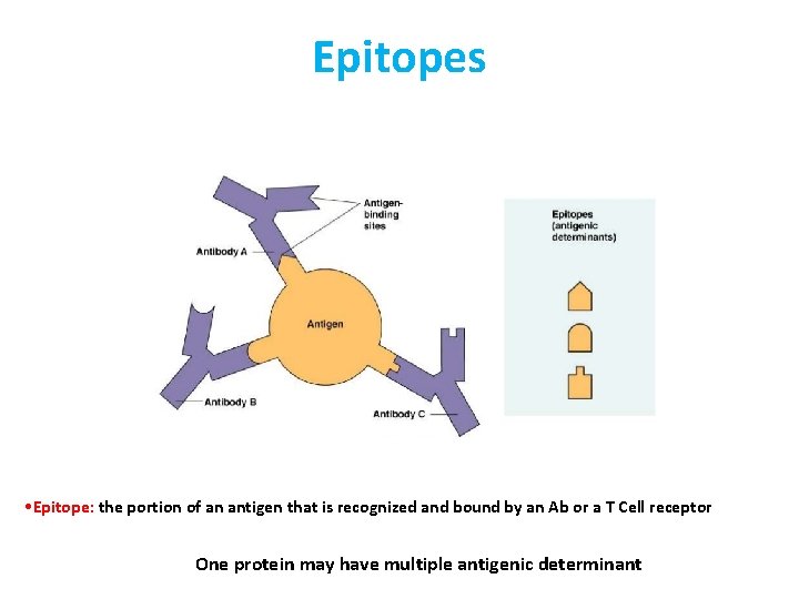 Epitopes • Epitope: the portion of an antigen that is recognized and bound by