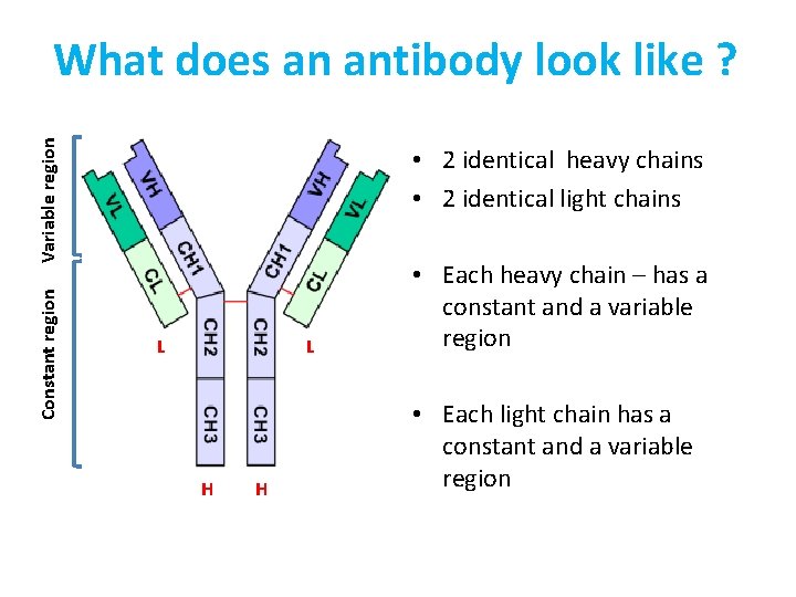 Constant region Variable region What does an antibody look like ? • 2 identical