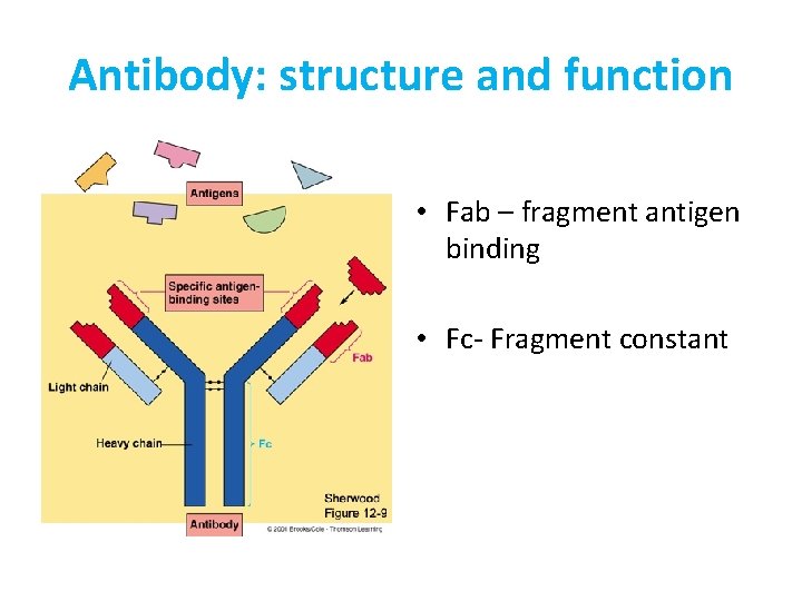 Antibody: structure and function • Fab – fragment antigen binding • Fc- Fragment constant