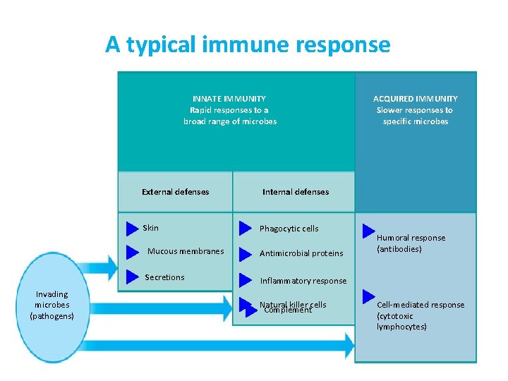A typical immune response INNATE IMMUNITY Rapid responses to a broad range of microbes