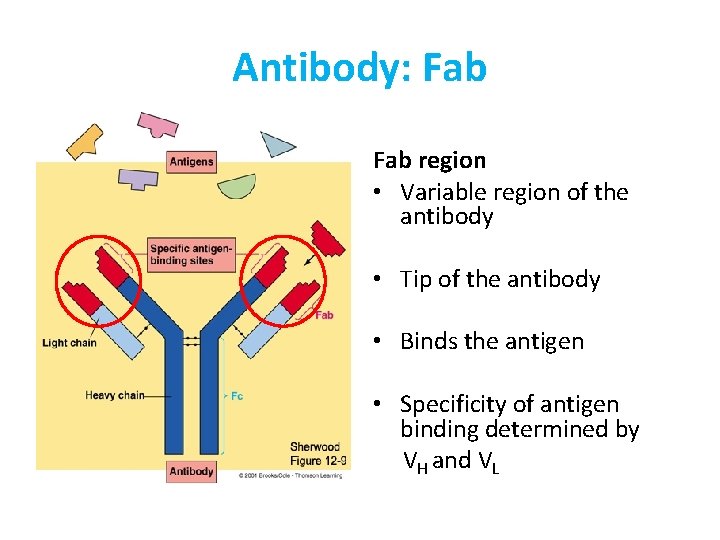 Antibody: Fab region • Variable region of the antibody • Tip of the antibody