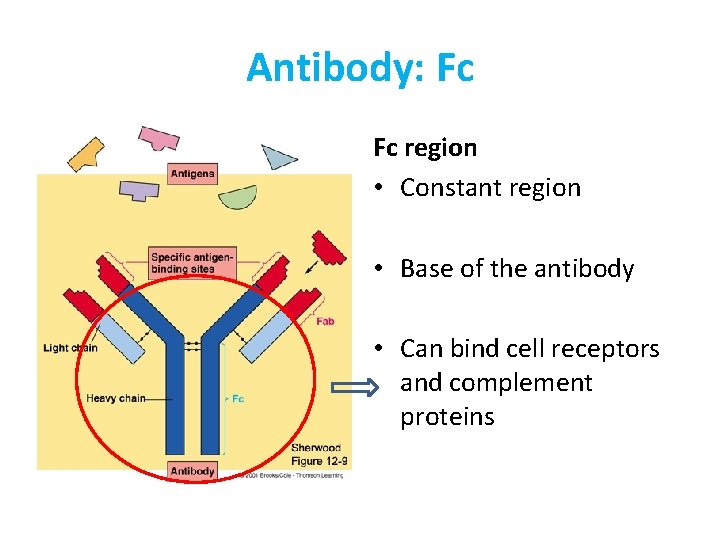 Antibody: Fc Fc region • Constant region • Base of the antibody • Can