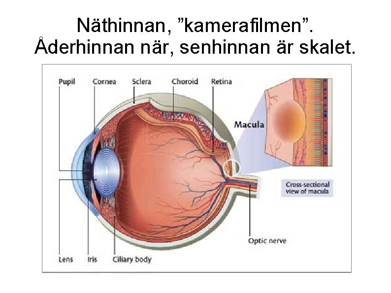 Näthinnan, ”kamerafilmen”. Åderhinnan när, senhinnan är skalet. 