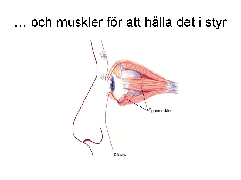 … och muskler för att hålla det i styr 