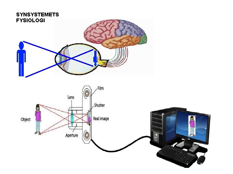 SYNSYSTEMETS FYSIOLOGI 