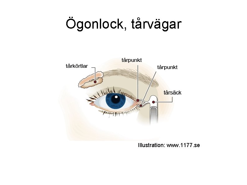 Ögonlock, tårvägar Illustration: www. 1177. se 