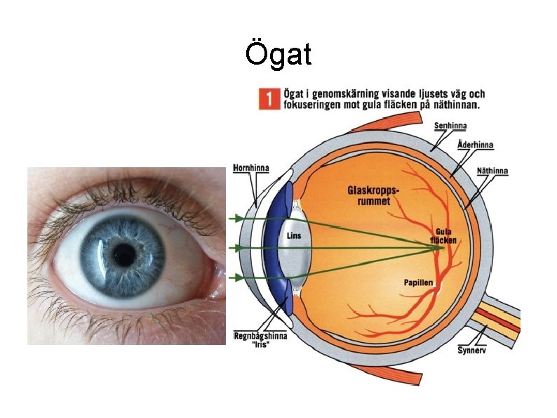 Ögat 