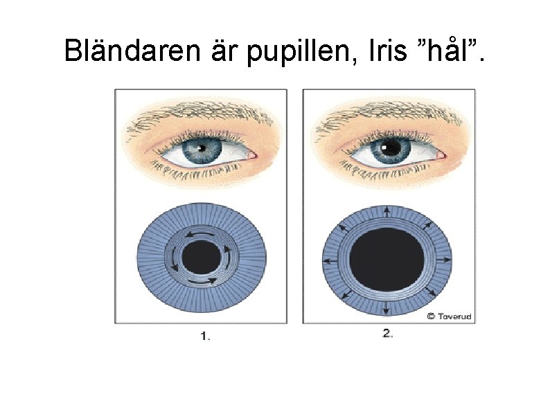 Bländaren är pupillen, Iris ”hål”. 